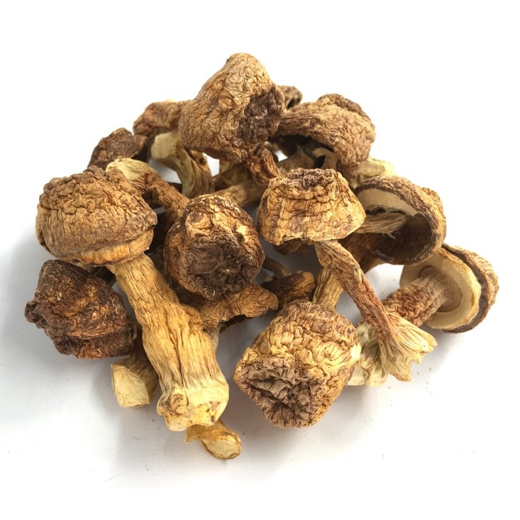 Dried Agaricus blazei mushroom.jpg